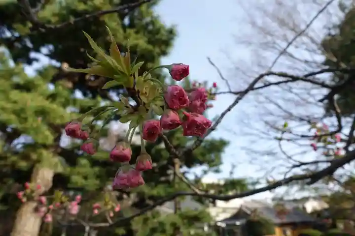 大報恩寺(千本釈迦堂)の自然