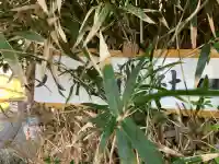 岡田八幡神社の{uncategorized: "未分類", other: "その他", undefined: "問題あり", building: "その他建物", grave: "お墓", sacred_gate: "鳥居", guardian: "狛犬", statue: "像", buddha: "仏像", history: "歴史", nature: "自然", garden: "庭園", animal: "動物", pagoda: "塔", temizu: "手水舎", mountain_gate: "山門・神門", sanctuary: "本殿・本堂", subordinate: "末社・摂社", art: "芸術", scenery: "景色", jizo: "地蔵", ema: "絵馬", goshuin: "御朱印", omikuji: "おみくじ", items: "授与品その他", amulet: "お守り", goshuincho: "御朱印帳", eats: "食事", festival: "お祭り", votive_dance: "神楽", shichigosan: "七五三参", wedding: "結婚式", experience: "体験その他", initially: "初詣", around: "周辺", anti_infection: "感染症対策"}