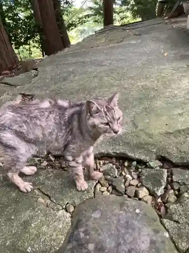 玉野御嶽神社の動物