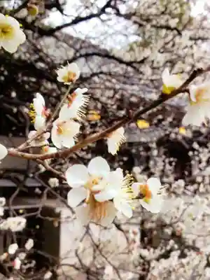 乃木神社(東京都)