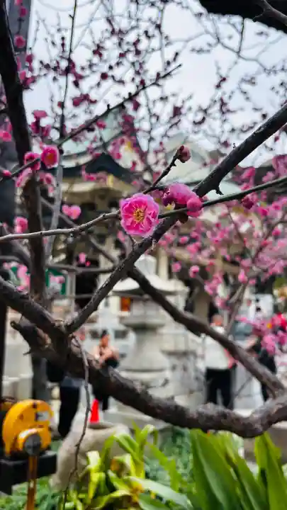 難波八阪神社の{uncategorized: "未分類", other: "その他", undefined: "問題あり", building: "その他建物", grave: "お墓", sacred_gate: "鳥居", guardian: "狛犬", statue: "像", buddha: "仏像", history: "歴史", nature: "自然", garden: "庭園", animal: "動物", pagoda: "塔", temizu: "手水舎", mountain_gate: "山門・神門", sanctuary: "本殿・本堂", subordinate: "末社・摂社", art: "芸術", scenery: "景色", jizo: "地蔵", ema: "絵馬", goshuin: "御朱印", omikuji: "おみくじ", items: "授与品その他", amulet: "お守り", goshuincho: "御朱印帳", eats: "食事", festival: "お祭り", votive_dance: "神楽", shichigosan: "七五三参", wedding: "結婚式", experience: "体験その他", initially: "初詣", around: "周辺", anti_infection: "感染症対策"}