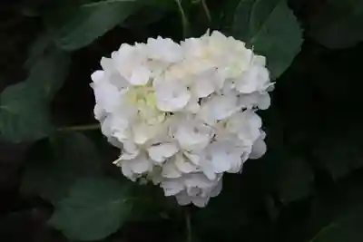 西樂寺(静岡県)