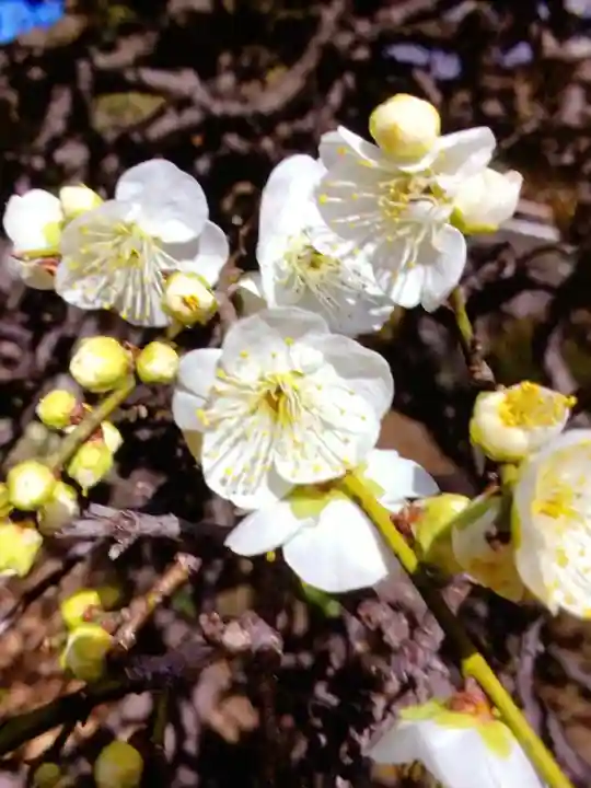 松應寺(東京都)