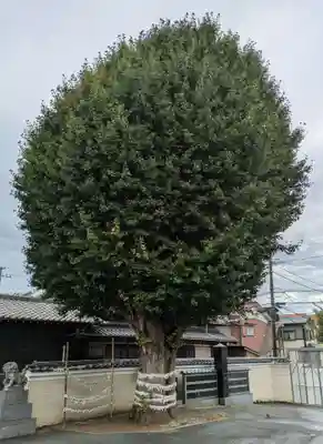 子守神社(千葉県)