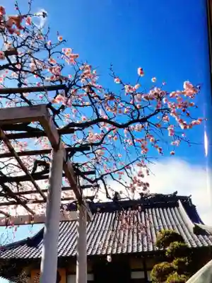 長善寺(東京都)