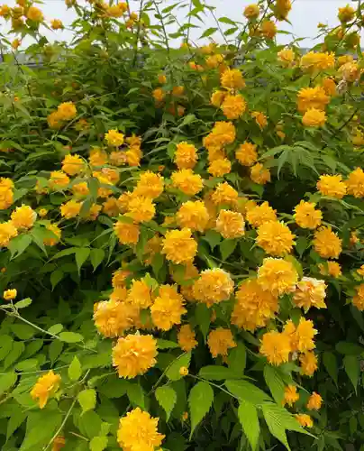 般若寺 ❁﻿コスモス寺❁の自然