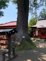 冠稲荷神社の自然