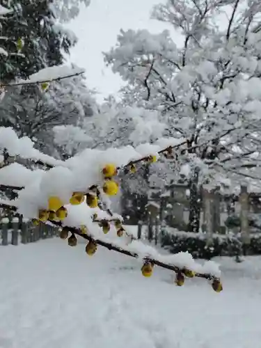沙沙貴神社の自然