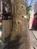 橋場寺不動院(橋場不動尊)の自然