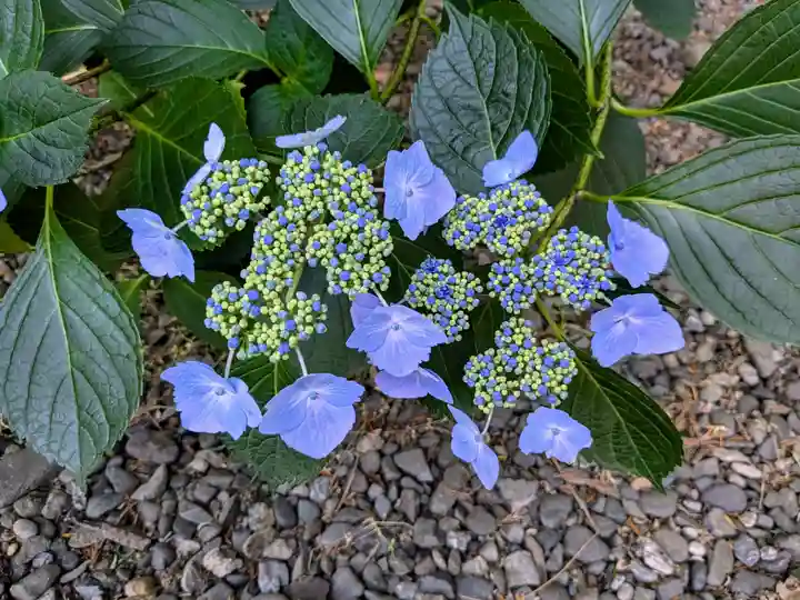 琴似神社(北海道)