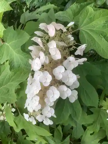 清洲山王宮　日吉神社の自然