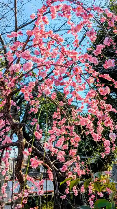 菊田神社の自然