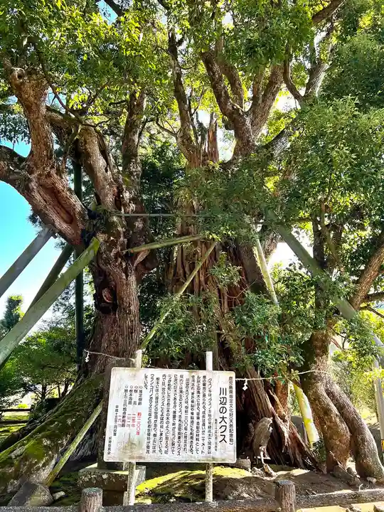 飯倉神社の自然