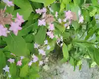 観音正寺の自然