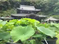 三室戸寺の庭園