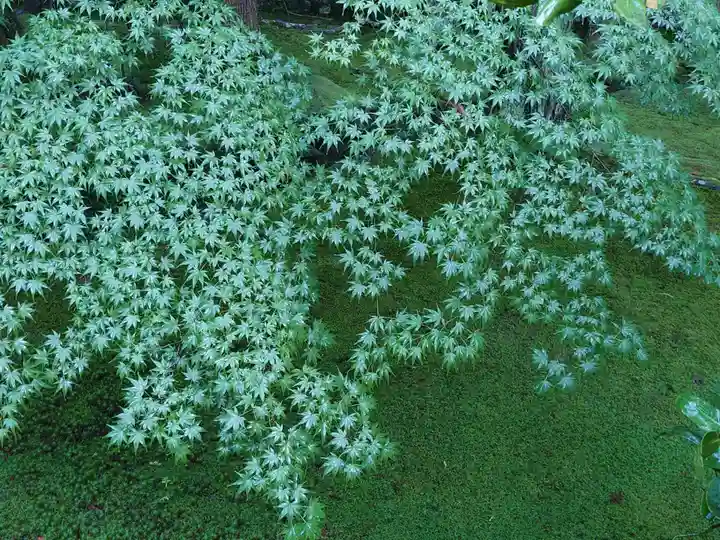 慈照寺(慈照禅寺・銀閣寺)(京都府)