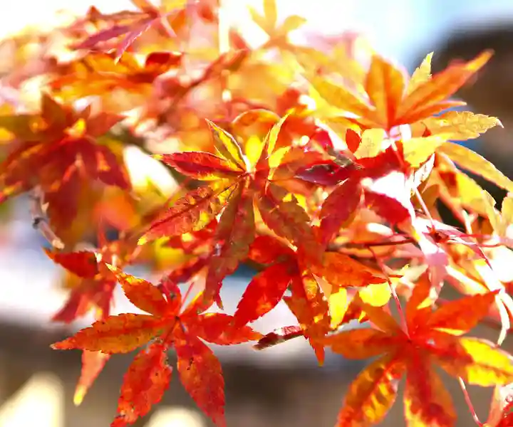 三津厳島神社の自然