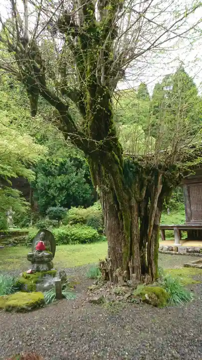 羽賀寺の自然