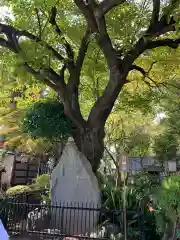 白山神社の庭園