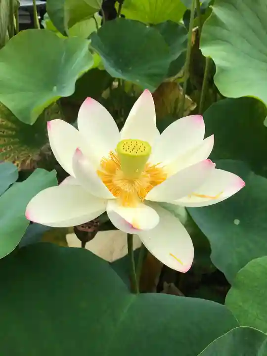 三室戸寺の自然