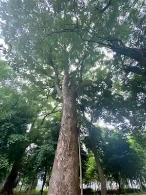 倉掛神社の自然