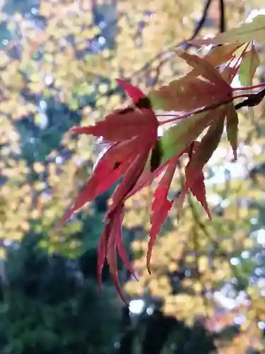 五所駒瀧神社の自然
