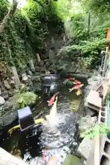 吉原弁財天本宮（吉原神社奥宮）の動物