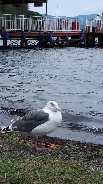 神社(洞爺湖中の島)の動物