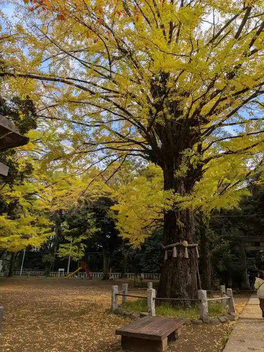 赤坂氷川神社(東京都)