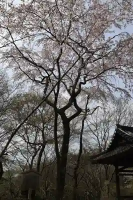 勝持寺（花の寺）(京都府)
