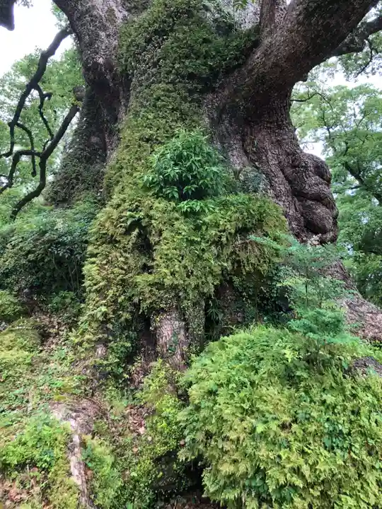 蒲生八幡神社の自然