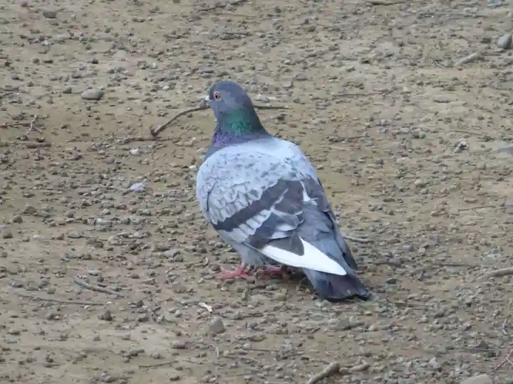 三島神社の動物