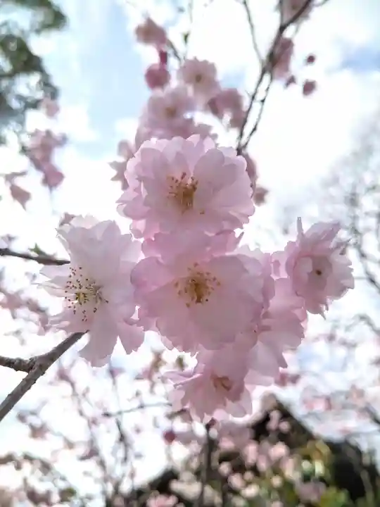 阿智神社の自然