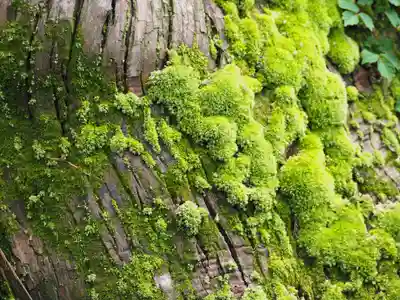 松尾寺(京都府)