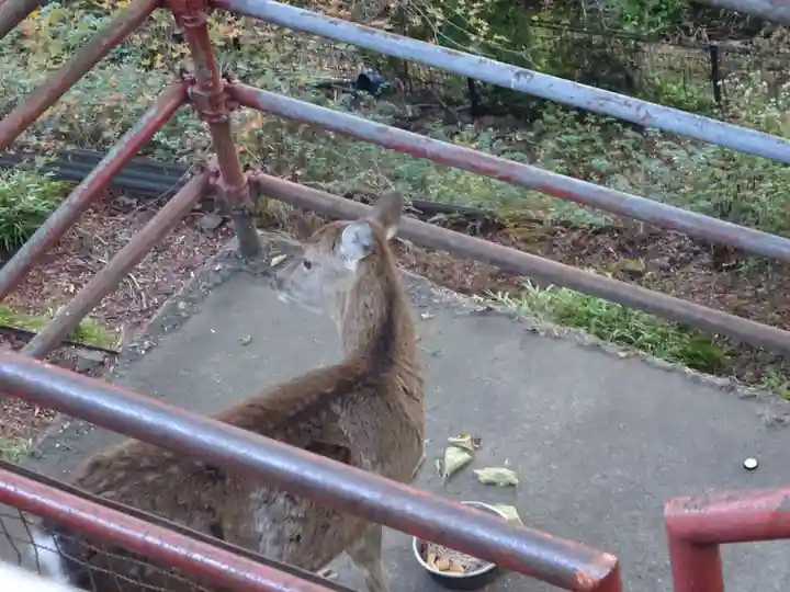 大山阿夫利神社(神奈川県)