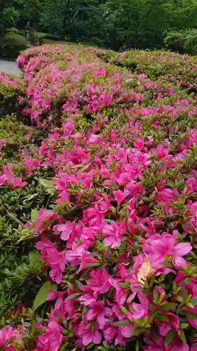 壺井八幡宮の自然