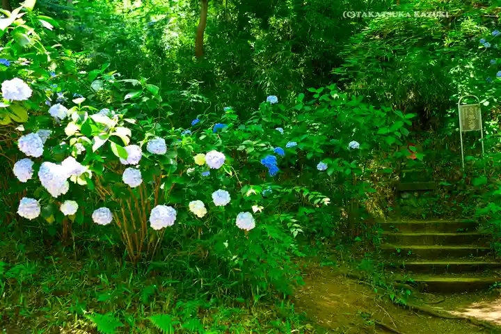 高幡不動尊 金剛寺(東京都)