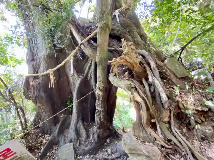 竹生島神社(都久夫須麻神社)の自然