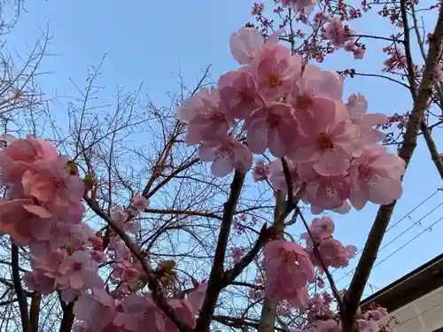 平安神宮の自然