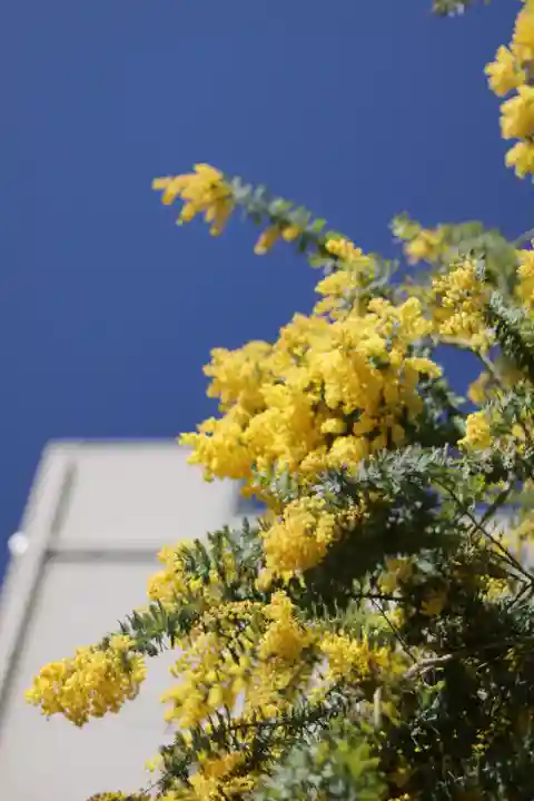 蔵前神社(東京都)