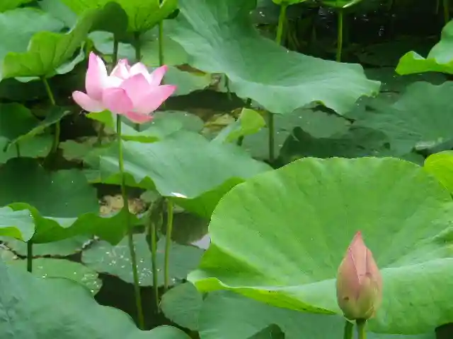 鶴岡八幡宮の自然