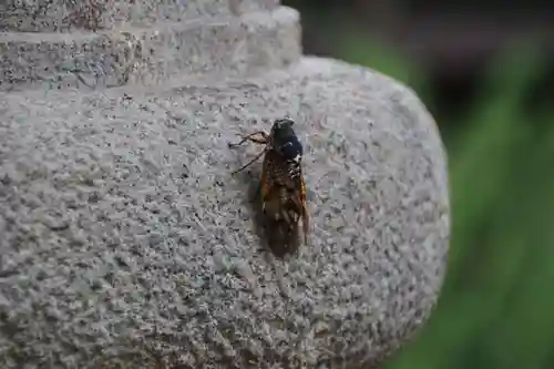 神炊館神社 ⁂奥州須賀川総鎮守⁂の動物