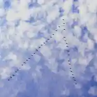 美幌神社の動物