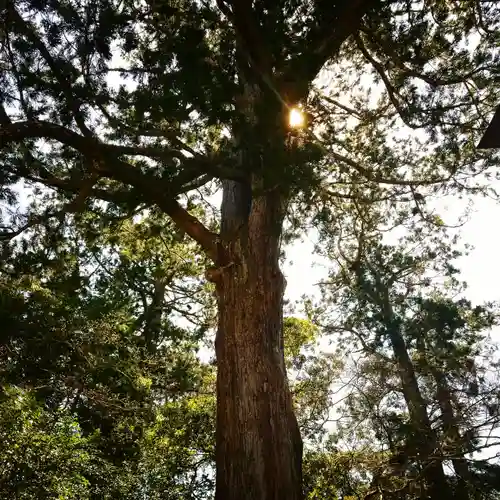 鹿島神宮の自然