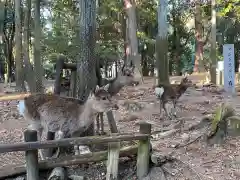 春日大社の動物