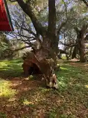 大汝牟遅神社の自然