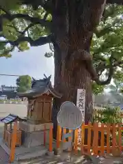 百舌鳥八幡宮(大阪府)