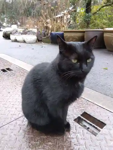 御誕生寺（猫寺）の動物