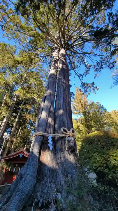 北口本宮冨士浅間神社の自然