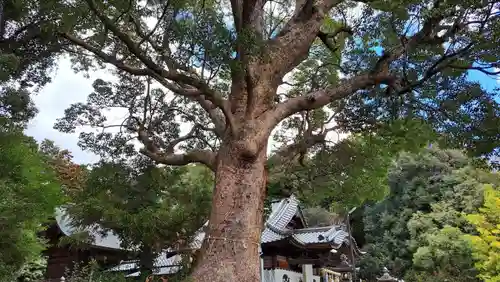 廣旗八幡宮(福岡県)